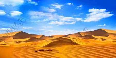 沙漠骆驼黄沙蓝天白云