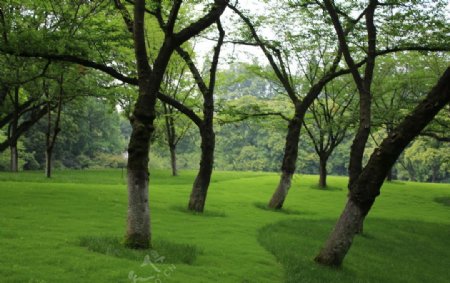 公园草地景观绿野仙踪太子湾