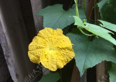 黃色花朵