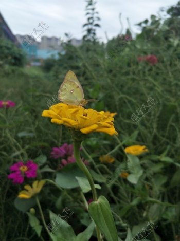 百日菊上的灰蝶
