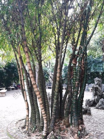 竹树风景