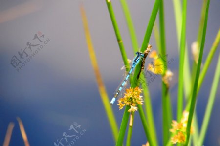 蜻蜓小草自然生物背景素材