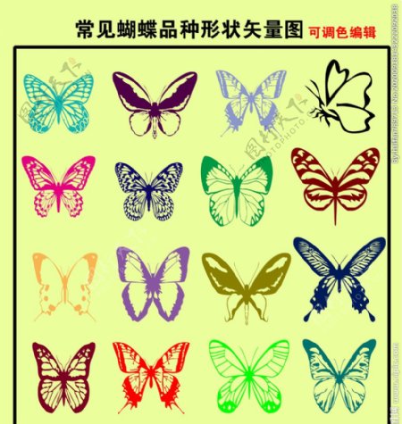 常见蝴蝶品种图图片