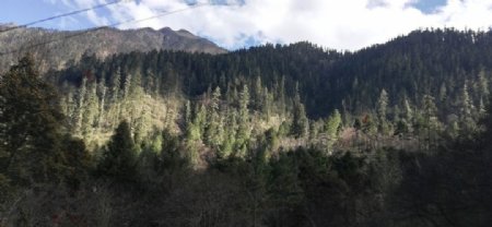 雪松森林大山风景图片