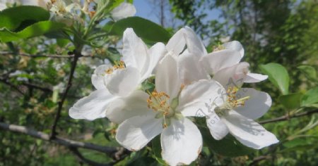 春天的苹果花图片