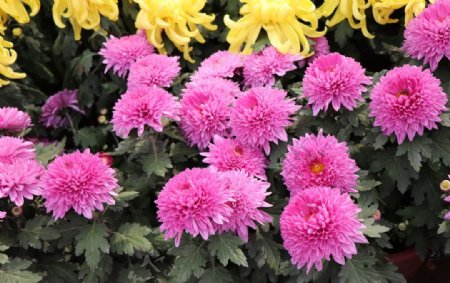 粉色菊花图片