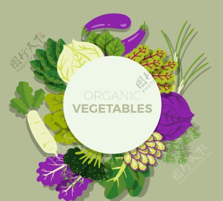 有机蔬菜框架图片