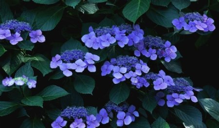 紫罗兰植物图片