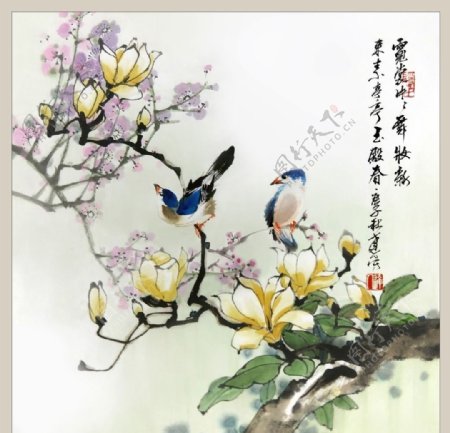 二十四节气之春分玉兰李达人图片