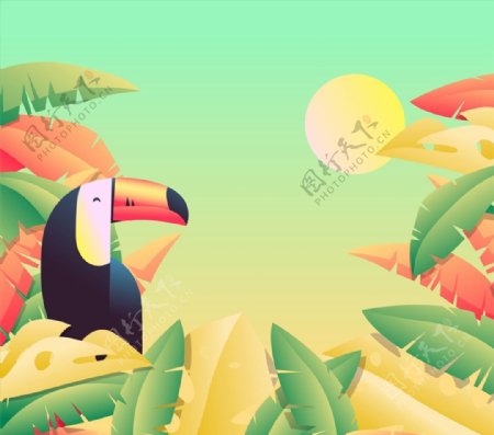 热带树丛托哥巨嘴鸟图片