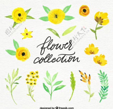 黄色花卉和树叶图片