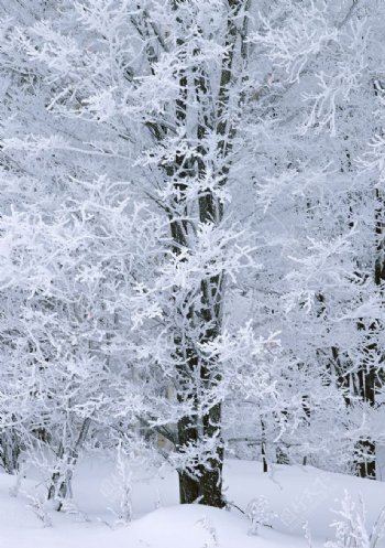 冬季树木图片