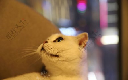 猫咪折耳猫宠物摄影图片