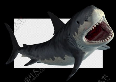 鲨鱼鲨图片