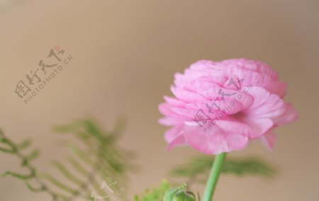 花毛茛图片