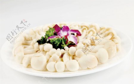 白玉菇图片