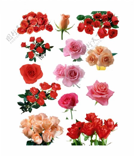 高清玫瑰素材玫瑰花图片