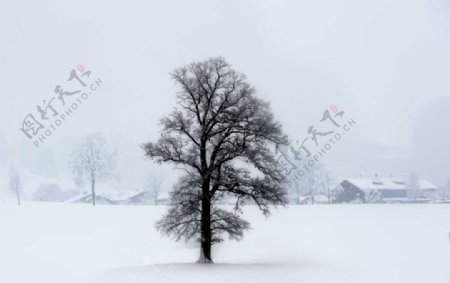 冬季风雪中孤独的大树图片