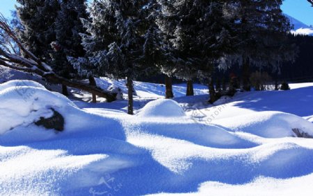 大雪无垠伊犁风光白色的冬天图片