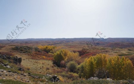 秋意渐浓的山丘图片