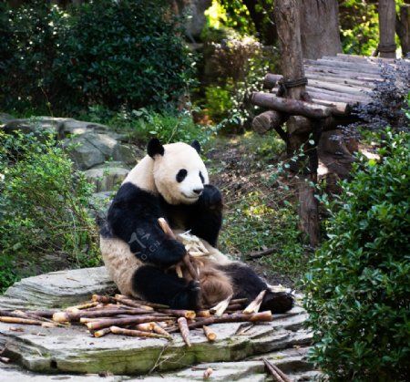 熊猫摄影图片