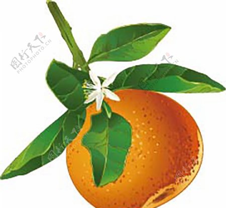 AI格式橘子图图片
