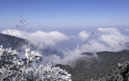蓝天白云高山树木雪图片