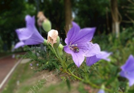 蜜蜂与铃铛花图片