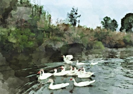 大白鹅湖泊自然风景图图片