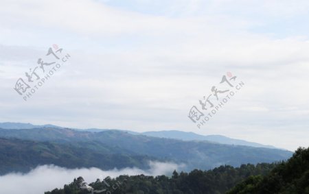 高山茶山云雾自然风光图片