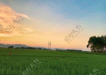 美丽的黄昏和稻田拍图片