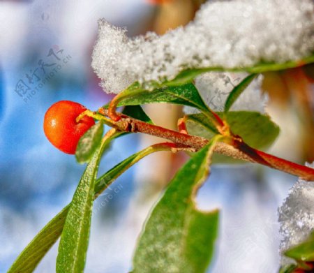 红果卧雪图片