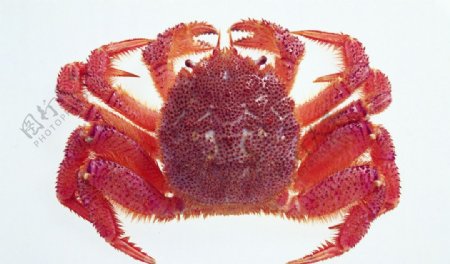 红毛蟹图片