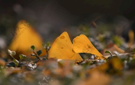 秋天银杏叶图片