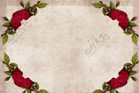 玫瑰背景酿酒花卉红玫图片