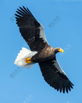 飞翔的白尾鹰摄影图片