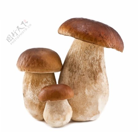 食用蘑菇图片