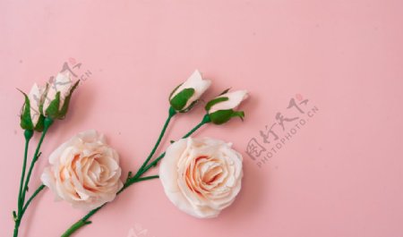 粉色底板上的玫瑰花特写图片