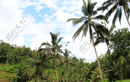 巴厘岛田园图片