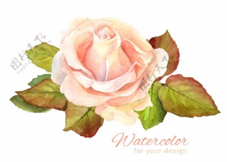 水彩粉色玫瑰图片