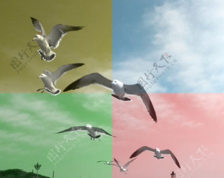 飞翔海鸥图片