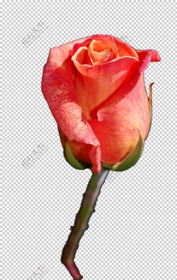 红色高级鲜艳玫瑰花元素图片