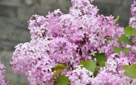 园林花灌木紫丁香图片