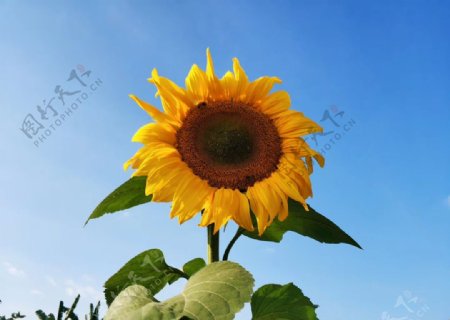 向日葵向阳花太阳花图片