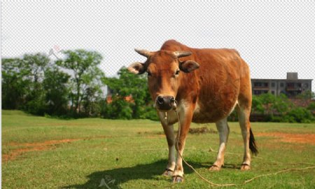 牧牛抠图图片