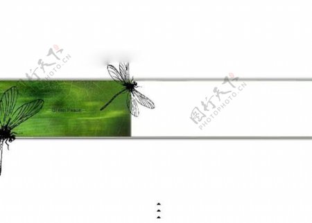 蜻蜓生物PPT模板