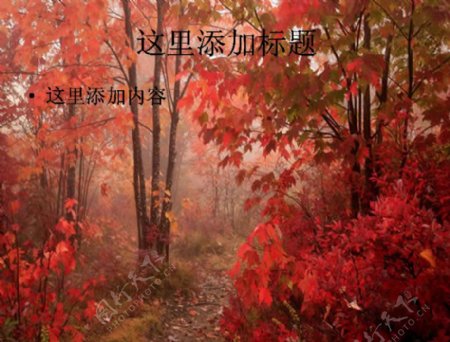 红色枫树林高清