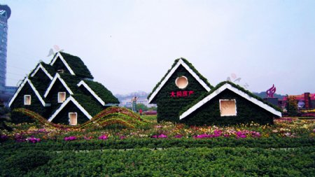 菊花展览图片