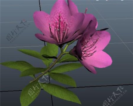 花蕾花朵游戏模型