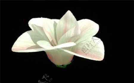 3D花蕾花瓣游戏模型